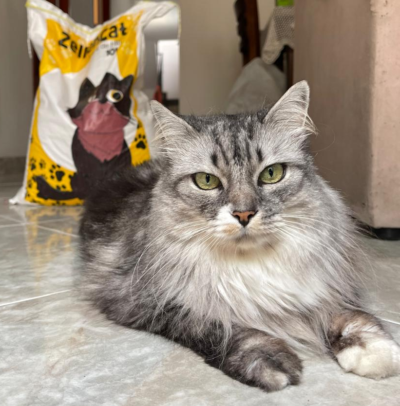 Luna, la gata de ZellenCat